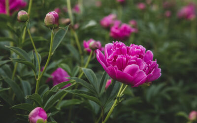 Choosing the Right Plants for Your Garden: A Green Thumb’s Guide